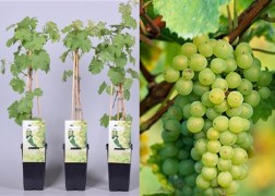 Vitis vinifera Vroege van der Laan / Fehér csemege szőlő